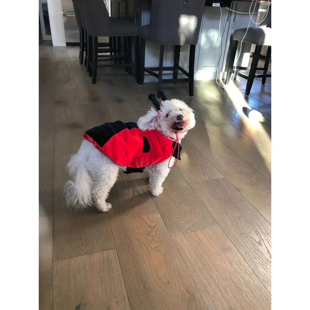 Target‎ Ladybug Dog Costume Size Large 18 inch Halloween 2 Piece Lady Bug Red